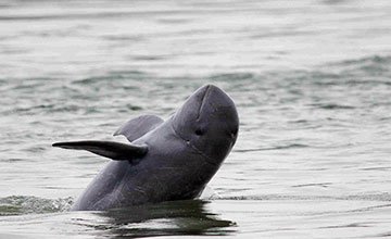 The Dolphin Habitat
